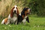 BASSET HOUND 125